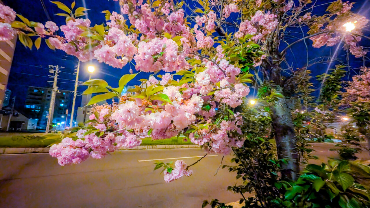 市役所前の八重桜
