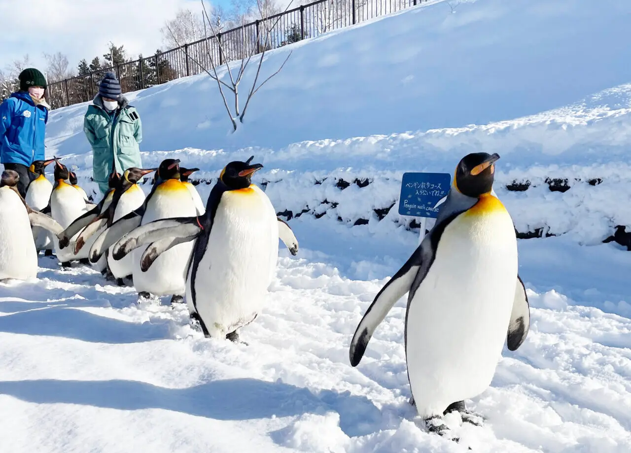 旭山動物園　ペンギンのお散歩